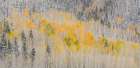 USA-Colorado-Uncompahgre National Forest Panoramic of fresh snow and autumn colors on forest Art Print